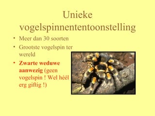 Unieke vogelspinnententoonstelling Meer dan 30 soorten Grootste vogelspin ter wereld Zwarte weduwe aanwezig  (geen vogelspin ! Wel héél erg giftig !) 