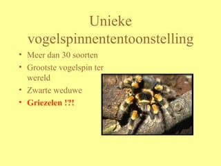 Unieke vogelspinnententoonstelling Meer dan 30 soorten Grootste vogelspin ter wereld Zwarte weduwe Griezelen !?! 