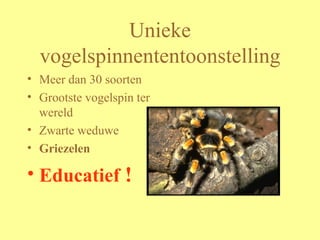 Unieke vogelspinnententoonstelling Meer dan 30 soorten Grootste vogelspin ter wereld Zwarte weduwe Griezelen Educatief  ! 