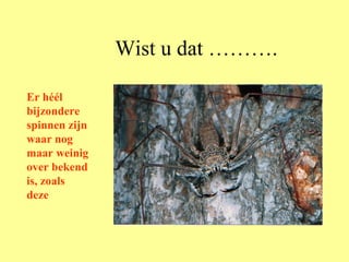 Wist u dat ………. Er héél bijzondere spinnen zijn waar nog maar weinig over bekend is, zoals deze 