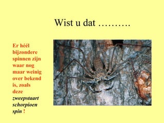 Wist u dat ………. Er héél bijzondere spinnen zijn waar nog maar weinig over bekend is, zoals deze  zweepstaart schorpioen spin  ! 