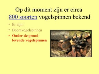 Op dit moment zijn er circa  800 soorten  vogelspinnen bekend Er zijn: Boomvogelspinnen Onder de grond levende vogelspinnen 
