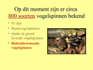 Op dit moment zijn er circa  800 soorten  vogelspinnen bekend Er zijn: Boomvogelspinnen Onder de grond levende vogelspinnen Bodembewonende vogelspinnen 