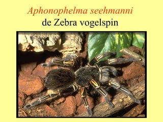 Aphonophelma seehmanni de Zebra vogelspin 