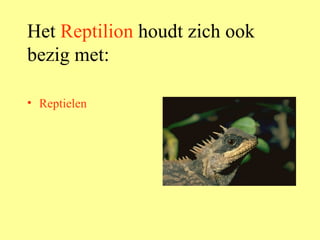 Het  Reptilion  houdt zich ook bezig met: Reptielen 