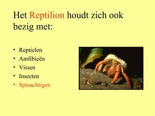 Het  Reptilion  houdt zich ook bezig met: Reptielen Amfibieën Vissen Insecten Spinachtigen 
