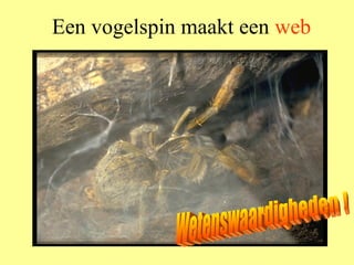 Een vogelspin maakt een  web Wetenswaardigheden ! 
