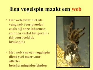 Een vogelspin maakt een  web Dat web dient niet als vangweb voor prooien zoals bij onze inheemse spinnen veelal het geval is (bijvoorbeeld de kruisspin) Het web van een vogelspin dient veel meer voor allerlei beschermingsdoeleinden 