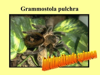 Grammostola pulchra Indrukwekkende spinnen 