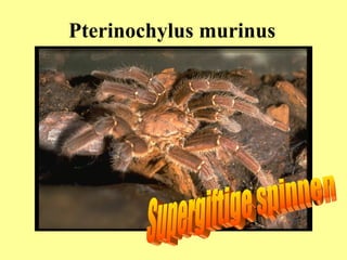 Pterinochylus murinus Supergiftige spinnen 