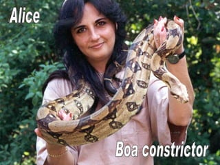 Alice Boa constrictor 