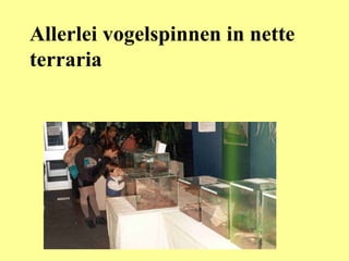 Allerlei vogelspinnen in nette terraria 