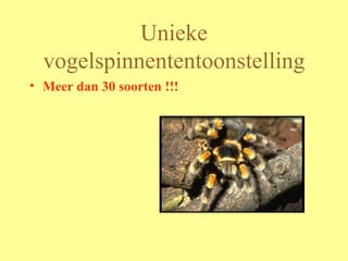 Unieke vogelspinnententoonstelling Meer dan 30 soorten !!! 