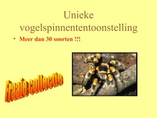 Unieke vogelspinnententoonstelling Meer dan 30 soorten !!! Fraaie collectie 