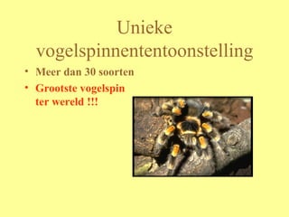 Unieke vogelspinnententoonstelling Meer dan 30 soorten Grootste vogelspin ter wereld !!! 