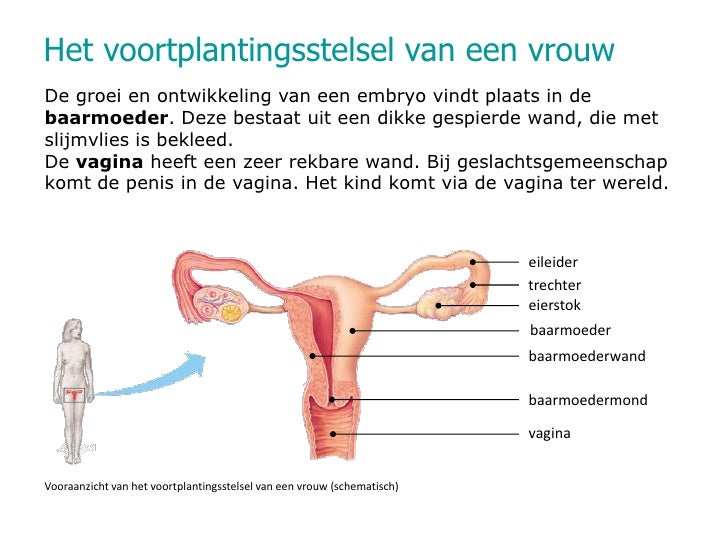 Presentatie Vrouwstelsel