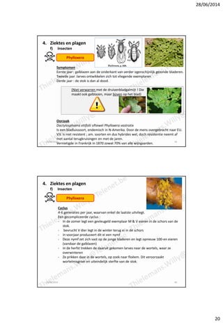 28/06/2014
20
Symptomen
Eerste jaar : galblazen aan de onderkant van verder ogenschijnlijk gezonde bladeren.
Tweede jaar :...