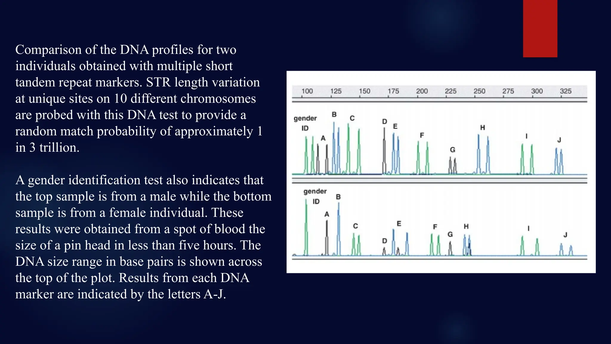Comparison of the DNA profiles for two
individuals obtained with multiple short
tandem repeat markers. STR length variation
at unique sites on 10 different chromosomes
are probed with this DNA test to provide a
random match probability of approximately 1
in 3 trillion.
A gender identification test also indicates that
the top sample is from a male while the bottom
sample is from a female individual. These
results were obtained from a spot of blood the
size of a pin head in less than five hours. The
DNA size range in base pairs is shown across
the top of the plot. Results from each DNA
marker are indicated by the letters A-J.
 