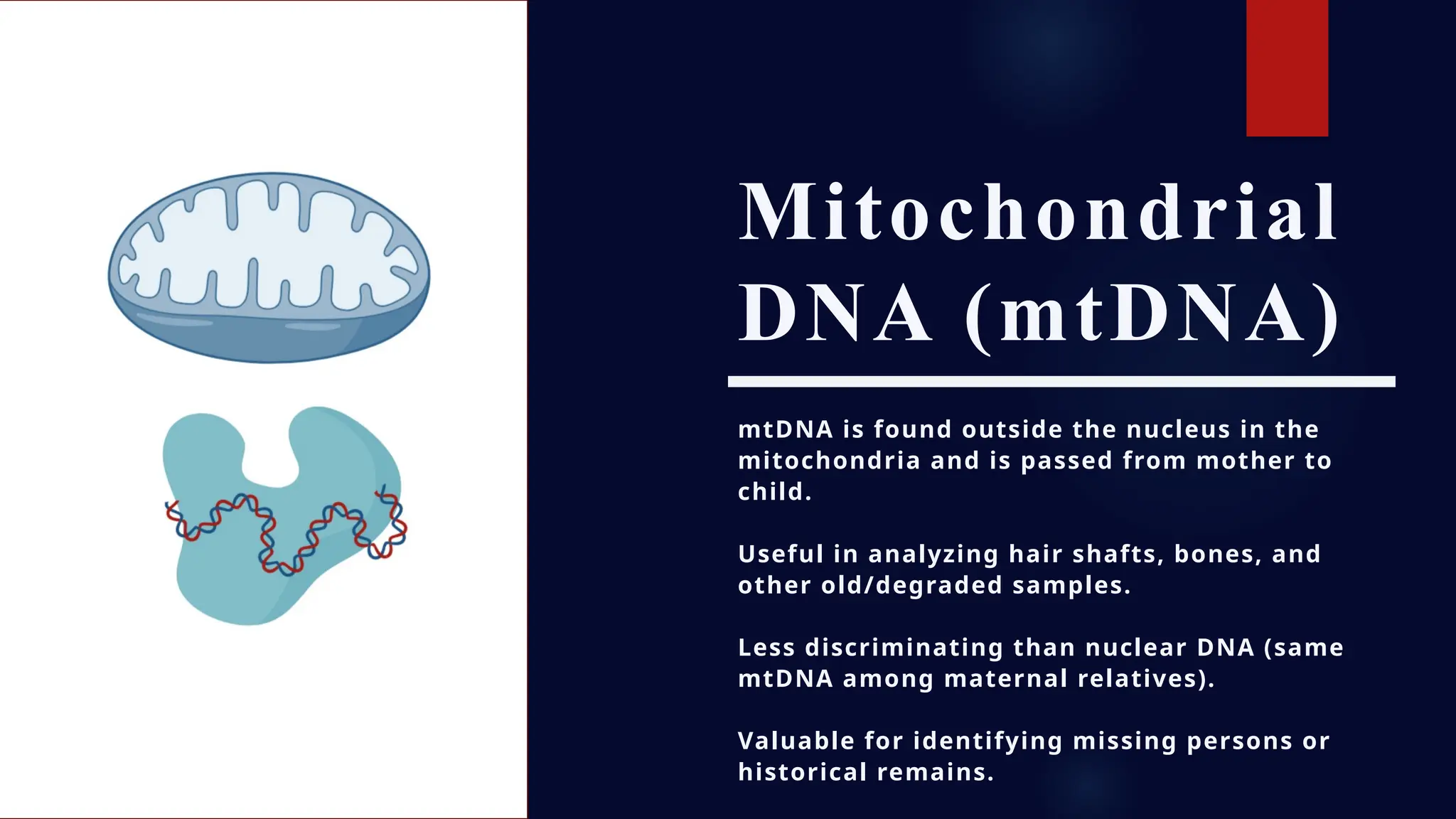 Mitochondrial
DNA (mtDNA)
mtDNA is found outside the nucleus in the
mitochondria and is passed from mother to
child.
Useful in analyzing hair shafts, bones, and
other old/degraded samples.
Less discriminating than nuclear DNA (same
mtDNA among maternal relatives).
Valuable for identifying missing persons or
historical remains.
 