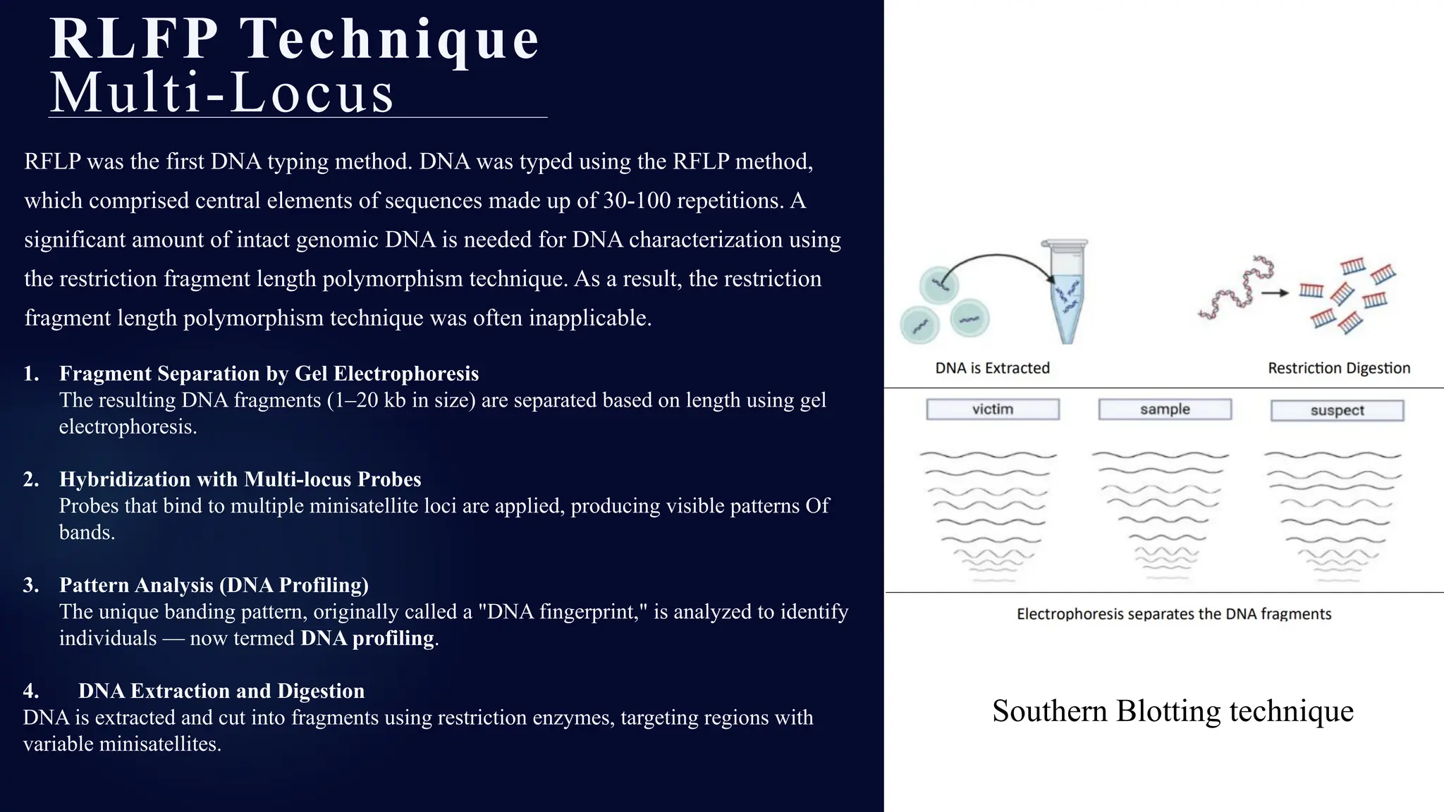 RFLP was the first DNA typing method. DNA was typed using the RFLP method,
which comprised central elements of sequences made up of 30-100 repetitions. A
significant amount of intact genomic DNA is needed for DNA characterization using
the restriction fragment length polymorphism technique. As a result, the restriction
fragment length polymorphism technique was often inapplicable.
RLFP Technique
Multi-Locus
1. Fragment Separation by Gel Electrophoresis
The resulting DNA fragments (1–20 kb in size) are separated based on length using gel
electrophoresis.
2. Hybridization with Multi-locus Probes
Probes that bind to multiple minisatellite loci are applied, producing visible patterns Of
bands.
3. Pattern Analysis (DNA Profiling)
The unique banding pattern, originally called a "DNA fingerprint," is analyzed to identify
individuals — now termed DNA profiling.
4. DNA Extraction and Digestion
DNA is extracted and cut into fragments using restriction enzymes, targeting regions with
variable minisatellites.
Southern Blotting technique
 