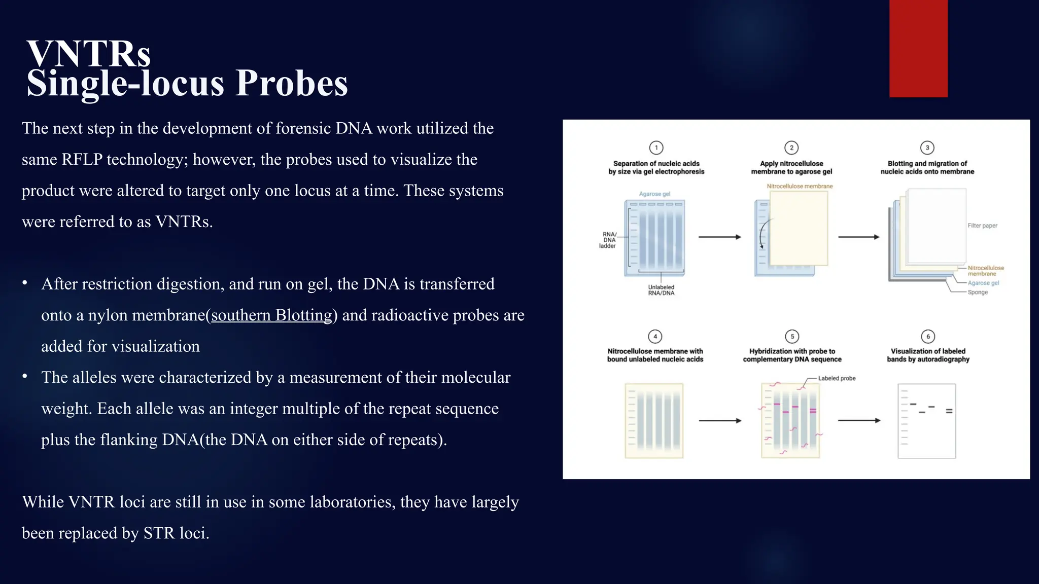VNTRs
Single-locus Probes
The next step in the development of forensic DNA work utilized the
same RFLP technology; however, the probes used to visualize the
product were altered to target only one locus at a time. These systems
were referred to as VNTRs.
• After restriction digestion, and run on gel, the DNA is transferred
onto a nylon membrane(southern Blotting) and radioactive probes are
added for visualization
• The alleles were characterized by a measurement of their molecular
weight. Each allele was an integer multiple of the repeat sequence
plus the flanking DNA(the DNA on either side of repeats).
While VNTR loci are still in use in some laboratories, they have largely
been replaced by STR loci.
 