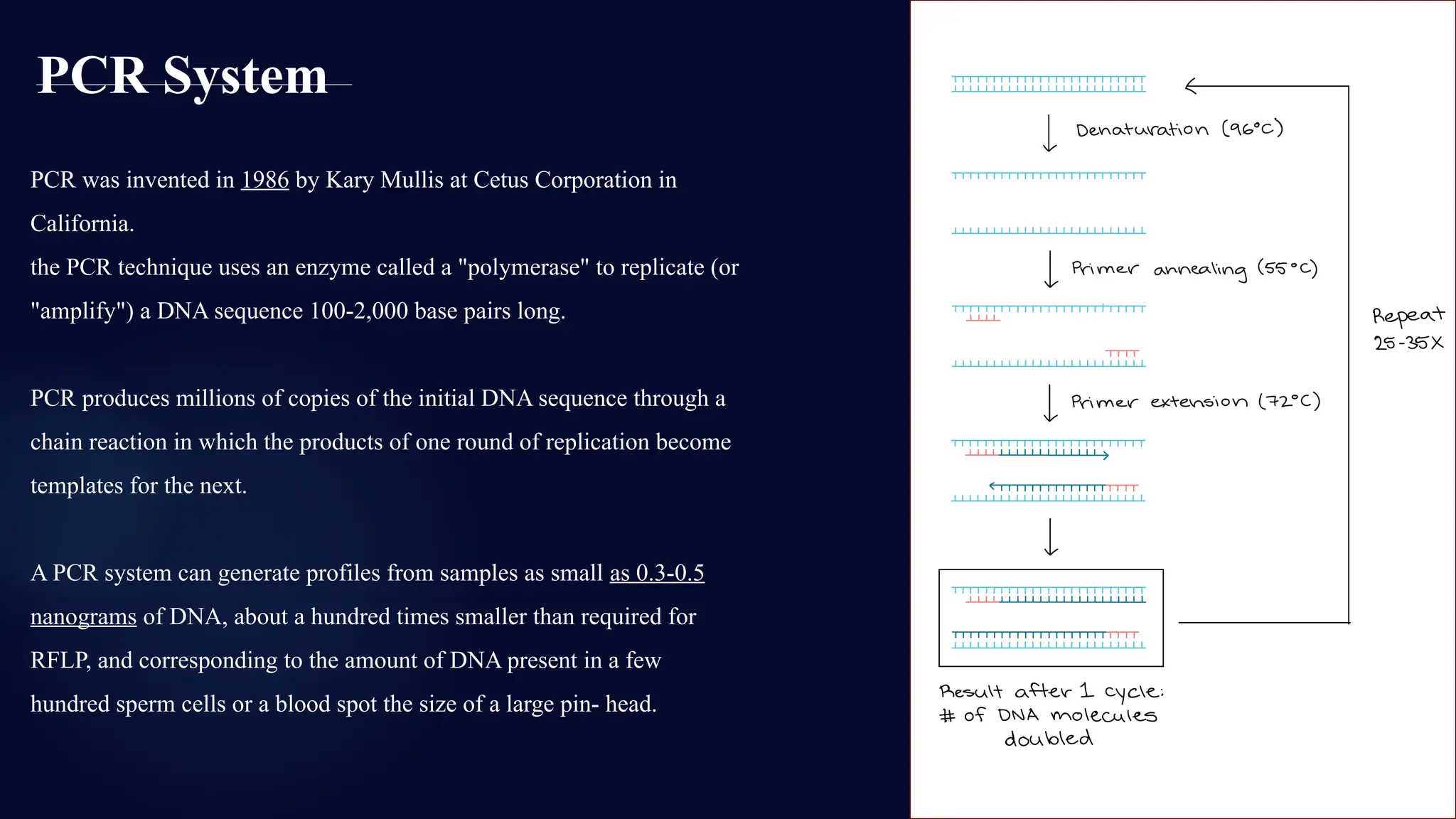 PCR System
PCR was invented in 1986 by Kary Mullis at Cetus Corporation in
California.
the PCR technique uses an enzyme called a "polymerase" to replicate (or
"amplify") a DNA sequence 100-2,000 base pairs long.
PCR produces millions of copies of the initial DNA sequence through a
chain reaction in which the products of one round of replication become
templates for the next.
A PCR system can generate profiles from samples as small as 0.3-0.5
nanograms of DNA, about a hundred times smaller than required for
RFLP, and corresponding to the amount of DNA present in a few
hundred sperm cells or a blood spot the size of a large pin- head.
 