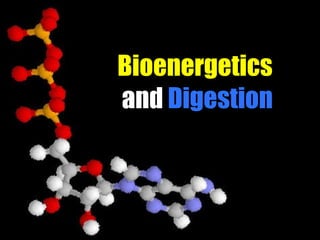 Bioenergetics  and  Digestion 