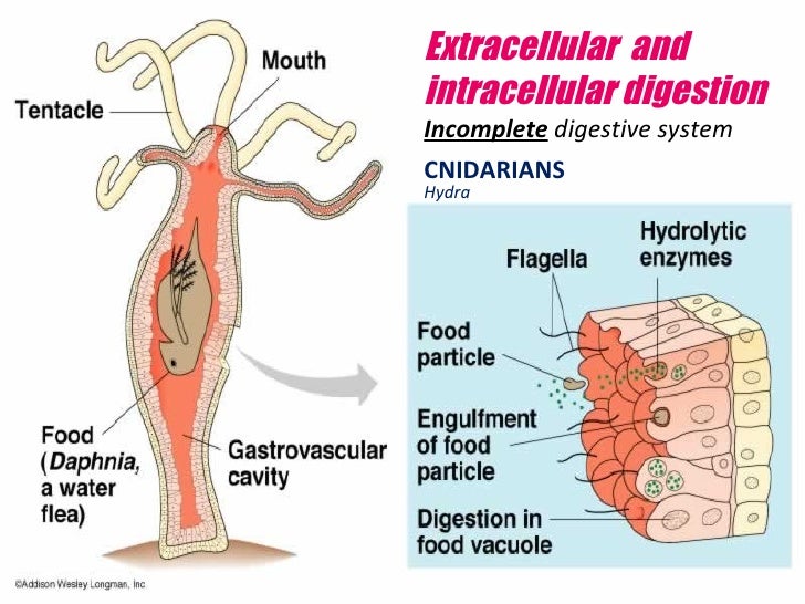 what cells in sponge move around and digest food particles