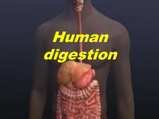 Human digestion 