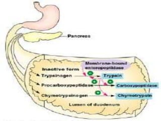 Parietal cells HCl, intrinsic factor