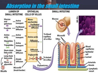 Goblet cells mucus