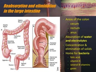 Chief cells pepsinogen, weak gastric lipase