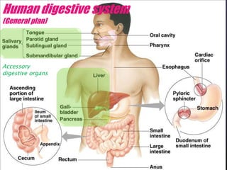 Human digestive system (General plan)Accessory digestive organs