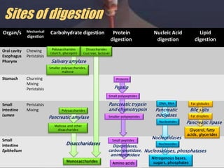 Sites of digestionPolysaccharides(starch, glycogen)Disaccharides(sucrose, lactose)Salivary amylaseSmaller polysaccharides,maltoseProteinsPolysaccharidesPepsinPancreatic amylaseSmall polypeptidesMaltose and other disaccharidesPancreatic trypsin and chymotrypsinDNA, RNAFat globules PancreaticnucleasesBile saltsDisaccharidasesFat droplets Smaller polypeptidesNucleotidesPancreatic lipaseGlycerol, fattyacids, glyceridesMonosaccharidesNucleotidasesSmall peptidesNucleosidesDipeptidases, carboxypeptidase, aminopeptidaseNucleosidases, phosphatasesNitrogenous bases,sugars, phosphatesAmino acids