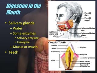 Digestion in the MouthSalivary glandsWaterSome enzymesSalivary amylaseLysozymeMucus or mucinTeeth