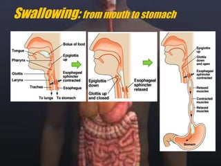 Swallowing: from mouth to stomach