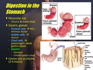 Digestion in the StomachMuscular sac