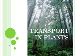 TRANSPORT IN PLANTS 