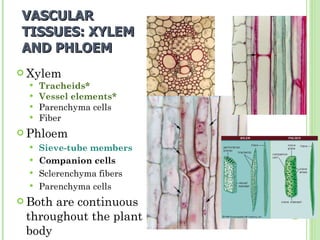 VASCULAR TISSUES: XYLEM AND PHLOEM Xylem Tracheids* Vessel elements* Parenchyma cells Fiber Phloem Sieve-tube members  Companion cells  Sclerenchyma fibers  Parenchyma cells Both are continuous throughout the plant body 