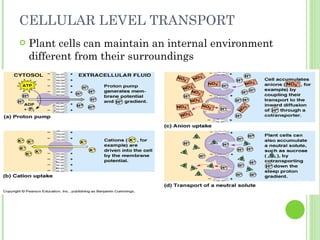 CELLULAR LEVEL TRANSPORT Plant cells can maintain an internal environment different from their surroundings 