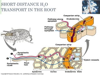 SHORT-DISTANCE H 2 O TRANSPORT IN THE ROOT 