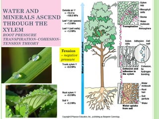 WATER AND MINERALS ASCEND THROUGH THE XYLEM ROOT PRESSURE TRANSPIRATION–COHESION–TENSION THEORY Tension  – negative pressure 