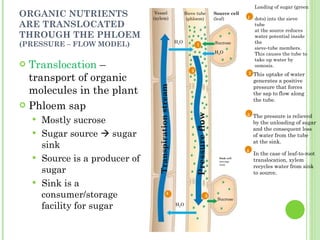 ORGANIC NUTRIENTS ARE TRANSLOCATED THROUGH THE PHLOEM (PRESSURE – FLOW MODEL) Translocation  – transport of organic molecules in the plant Phloem sap Mostly sucrose Sugar source    sugar sink Source is a producer of sugar Sink is a consumer/storage facility for sugar Vessel (xylem) H 2 O H 2 O Sieve tube (phloem) Source cell (leaf) Sucrose H 2 O Sink cell (storage root) 1 Sucrose Loading of sugar (green  dots) into the sieve tube  at the source reduces  water potential inside the  sieve-tube members. This causes the tube to take up water by osmosis.  2 4 3 1 2 This uptake of water  generates a positive  pressure that forces  the sap to flow along  the tube. The pressure is relieved  by the unloading of sugar  and the consequent loss  of water from the tube at the sink. 3 4 In the case of leaf-to-root translocation, xylem  recycles water from sink to source. Transpiration stream Pressure flow 