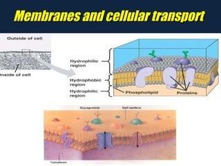 Membranes and cellular transport 