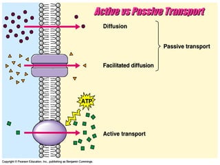 Active vs Passive Transport 