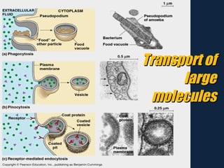 Transport of large molecules 