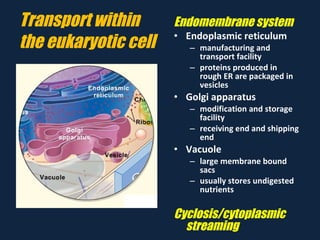 Transport within the eukaryotic cell Endomembrane system Endoplasmic reticulum manufacturing and transport facility proteins produced in rough ER are packaged in vesicles Golgi apparatus modification and storage facility receiving end and shipping end Vacuole large membrane bound sacs usually stores undigested nutrients Cyclosis/cytoplasmic streaming 