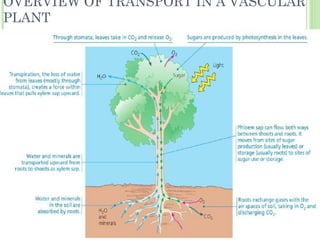 OVERVIEW OF TRANSPORT IN A VASCULAR PLANT 