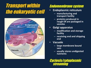 Transport within the eukaryotic cell <ul><li>Endomembrane system </li></ul><ul><li>Endoplasmic reticulum </li></ul><ul><ul...