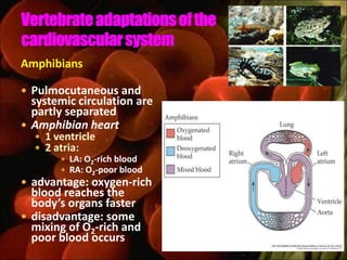 Amphibians

 Pulmocutaneous and
  systemic circulation are
  partly separated
 Amphibian heart
   1 ventricle
   2 atria:
        LA: O2-rich blood
        RA: O2-poor blood
 advantage: oxygen-rich
  blood reaches the
  body’s organs faster
 disadvantage: some
  mixing of O2-rich and
  poor blood occurs
 